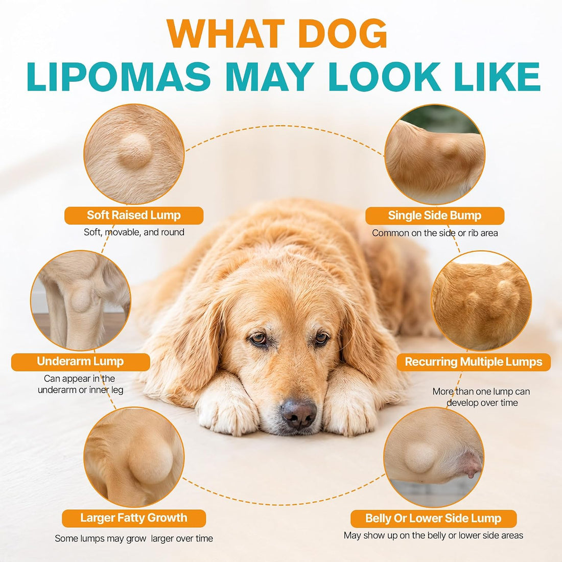 Lump Treatment for Dogs, Control and Prevention Fatty Bumps Naturally