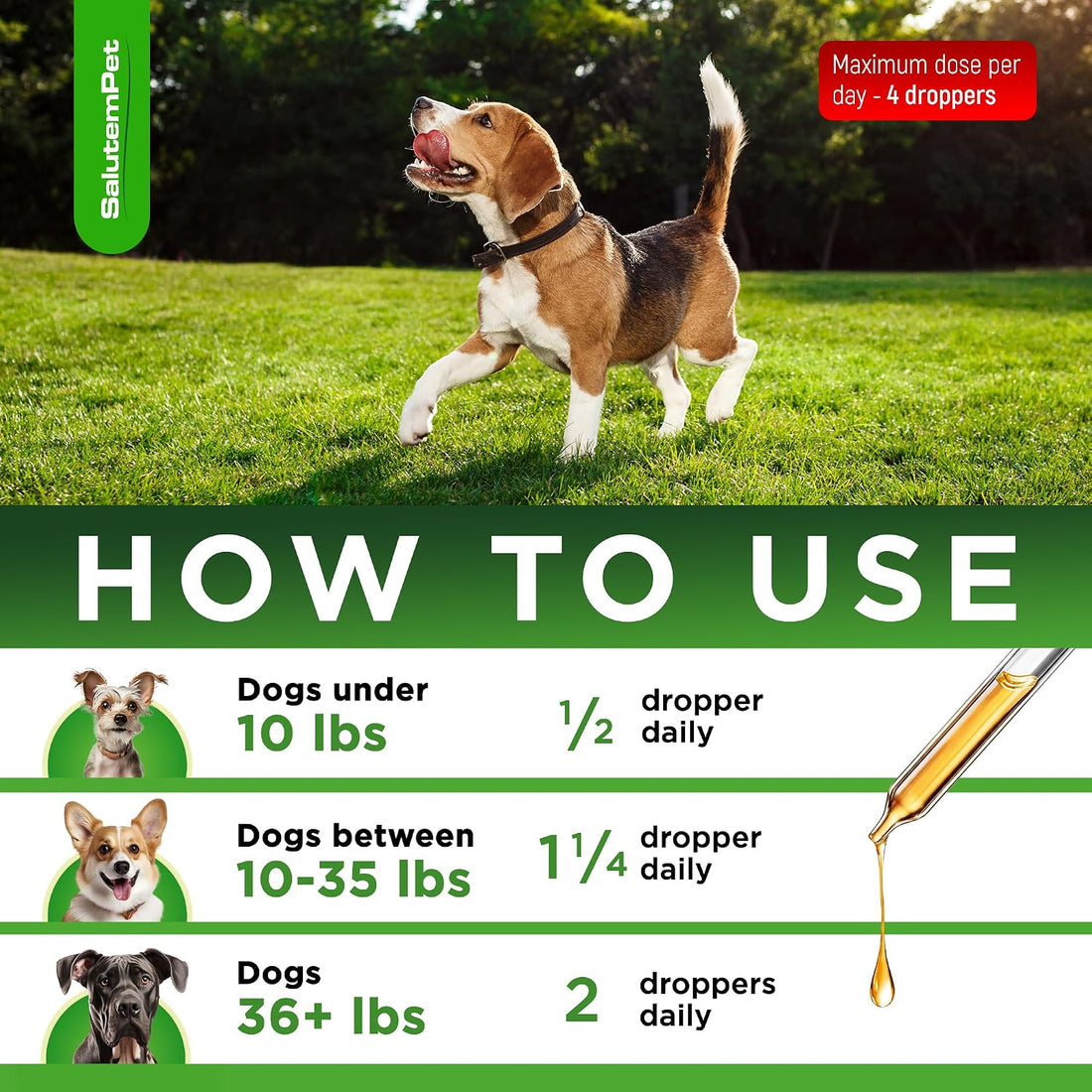 Dog Antibiotics for Infections, Cough, & Itching