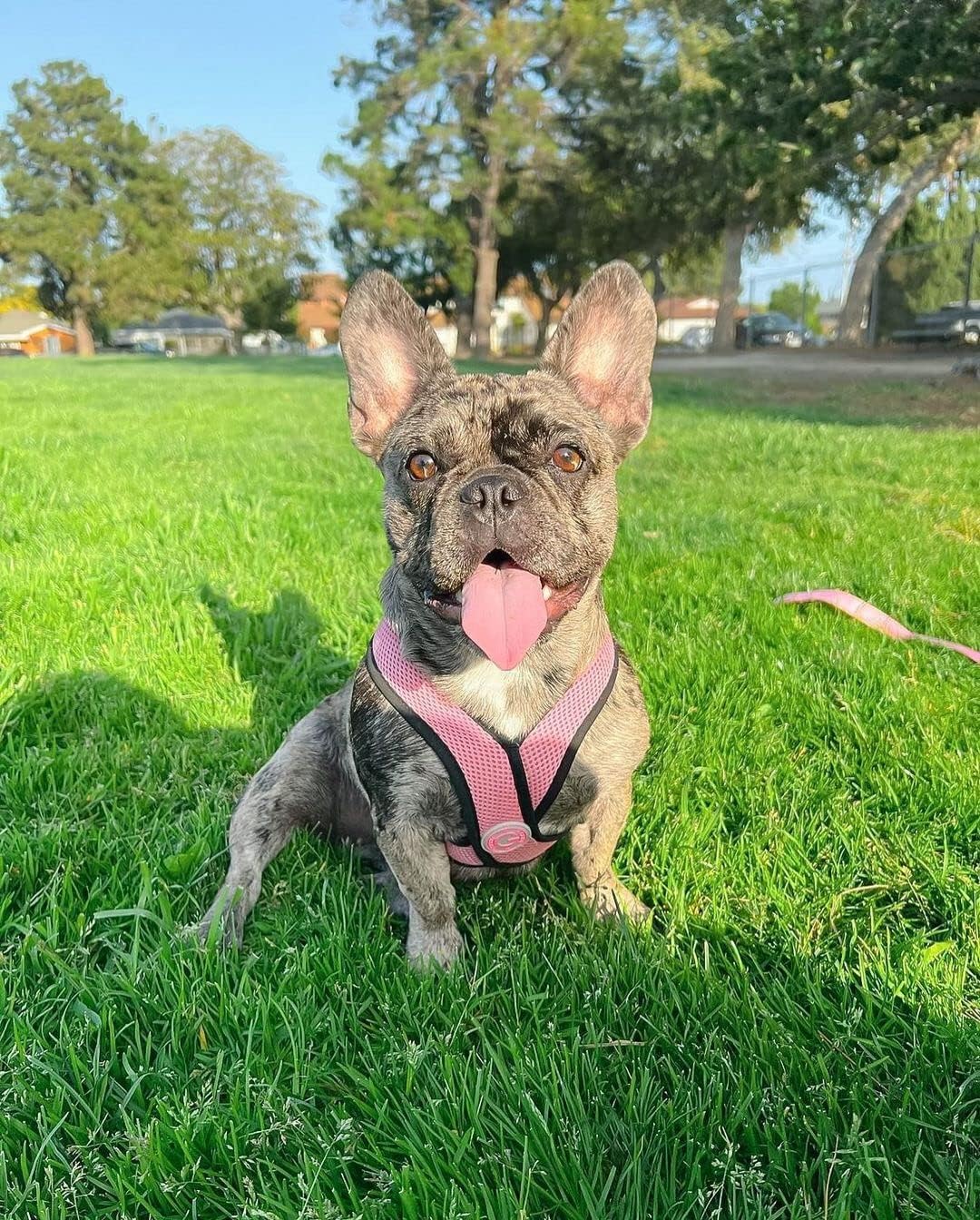 Gooby Comfort X Head in Harness - Pink