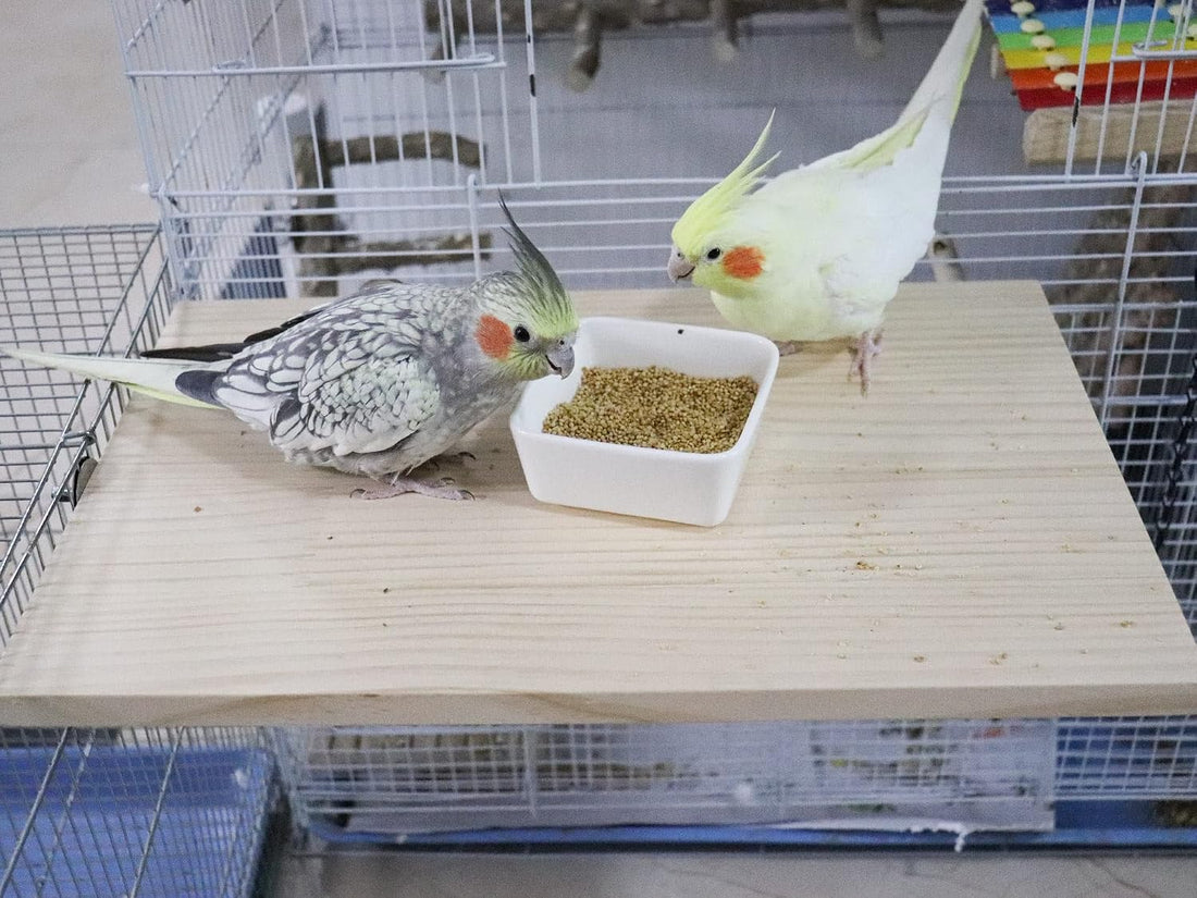 15.7×10.4 Inches Large Bird Perch Stand Platform