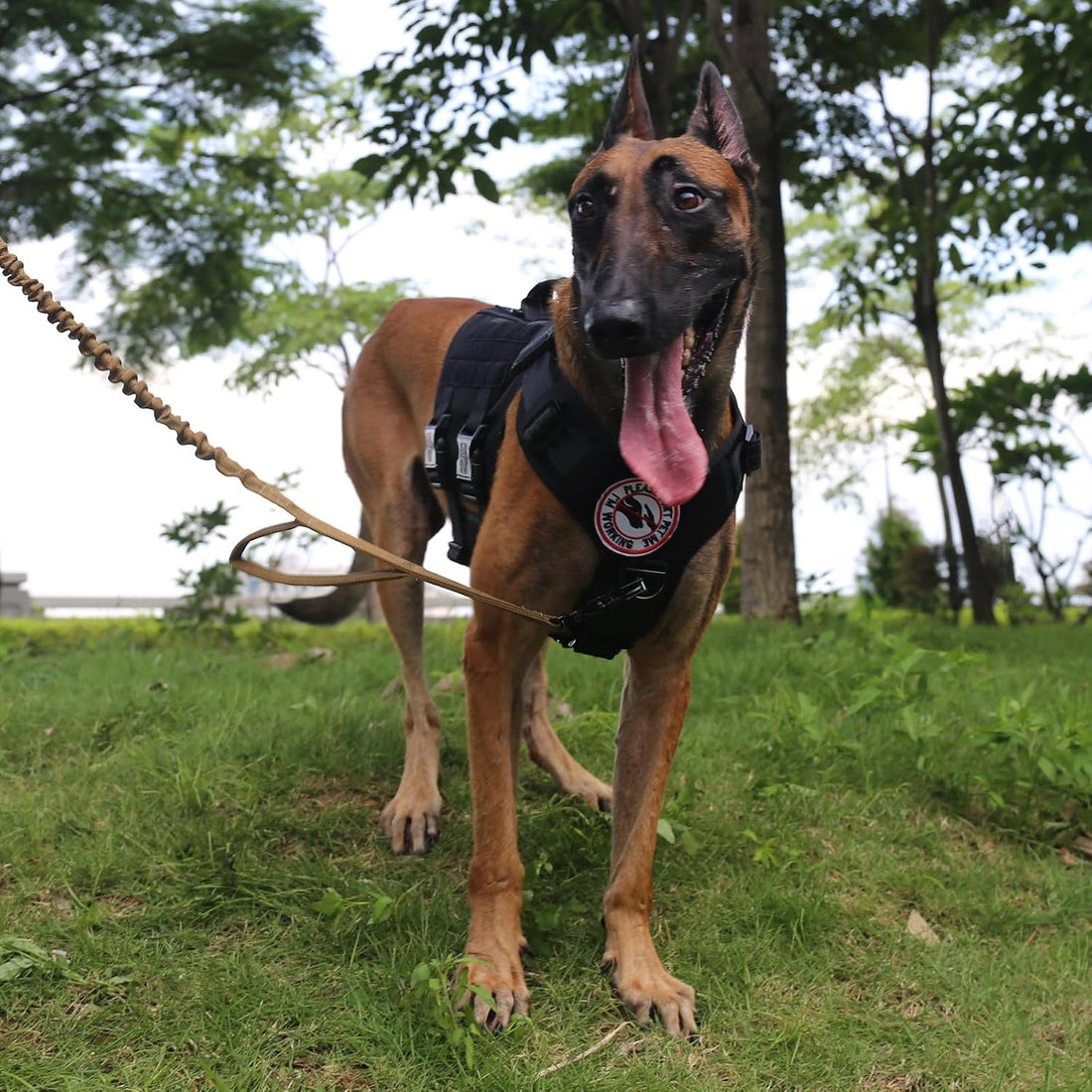 ICEFANG GN3 Tactical Dog Harness with 6X Buckle,Dog Molle Vest