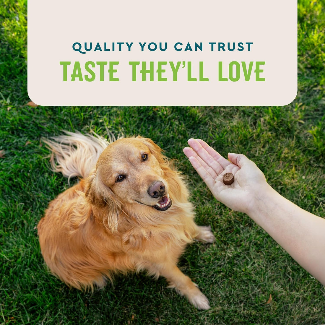 VetIQ Probiotic Supplement for Dogs, Gut & Bowel Support, 90ct