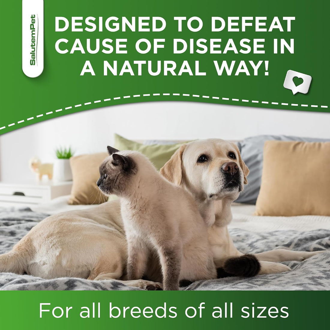 Natural Antibiotics for Dogs to Help with Allergies and UTIs