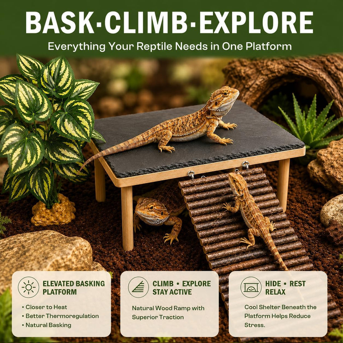 Bearded Dragon Basking Platform with Genuine Natural Slate Rock