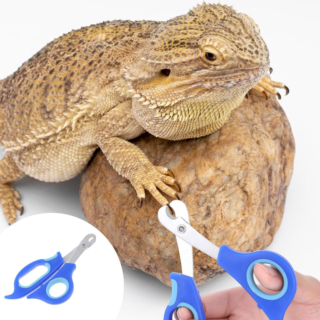 Bearded Dragon Nail Clippers,Stainless Steel Bearded Dragon