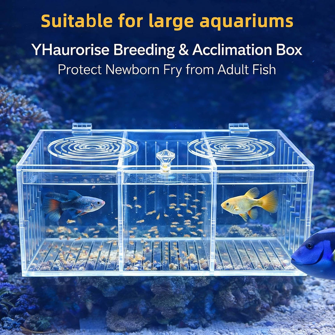 Acrylic Acclimation Box for Fish Trap Aquarium Container