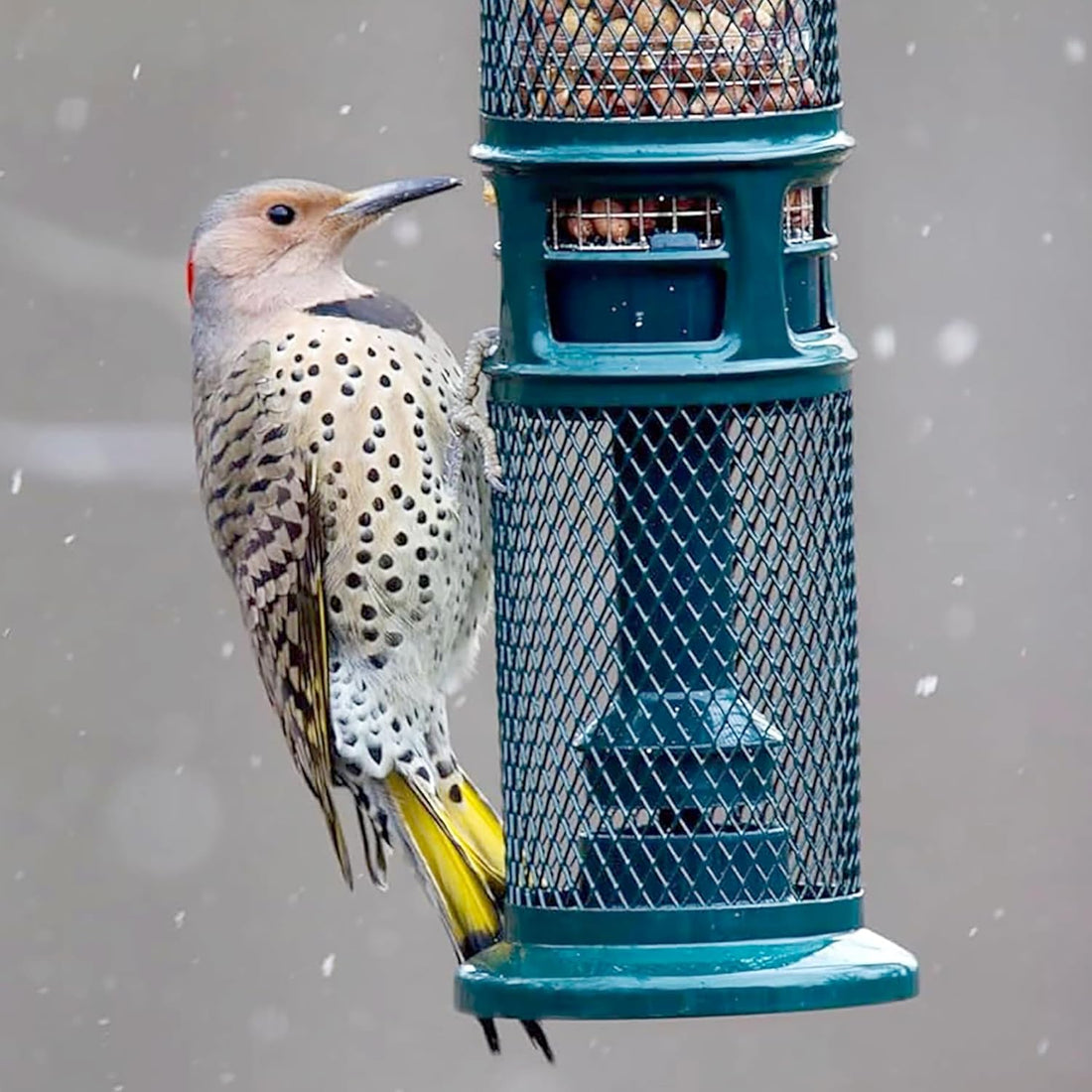 Squirrel Buster Nut Truly Squirrel-Proof Bird Feeder