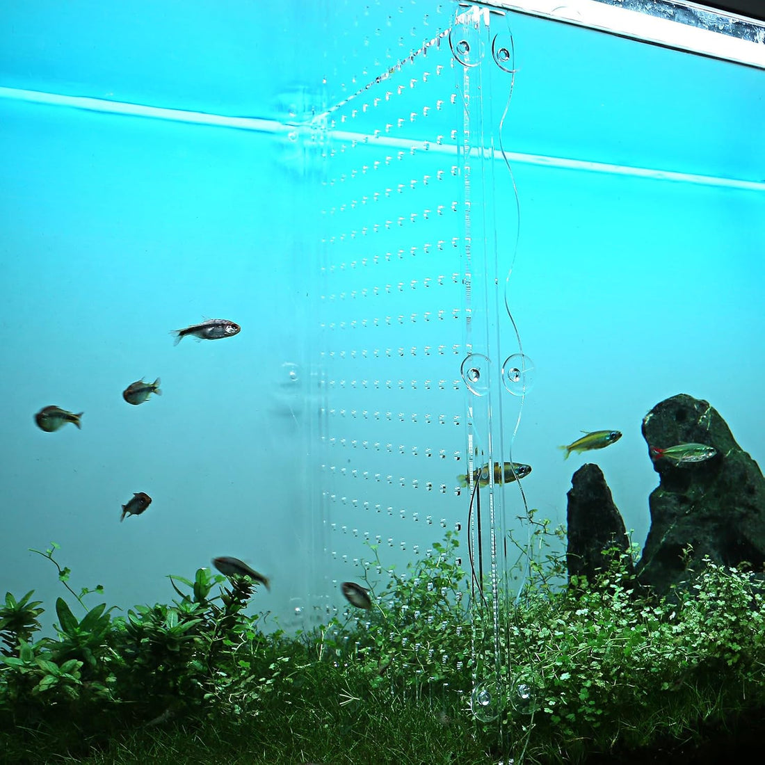 Acrylic Fish Tank Divider Clear Aquarium Divider for 15/20 Gallon