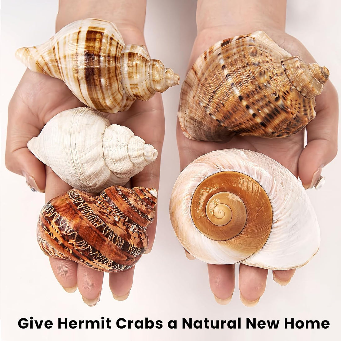 5PCS Large Hermit Crab Shells 2.8"-4" Seashells, Opening 1.5"-2.5"