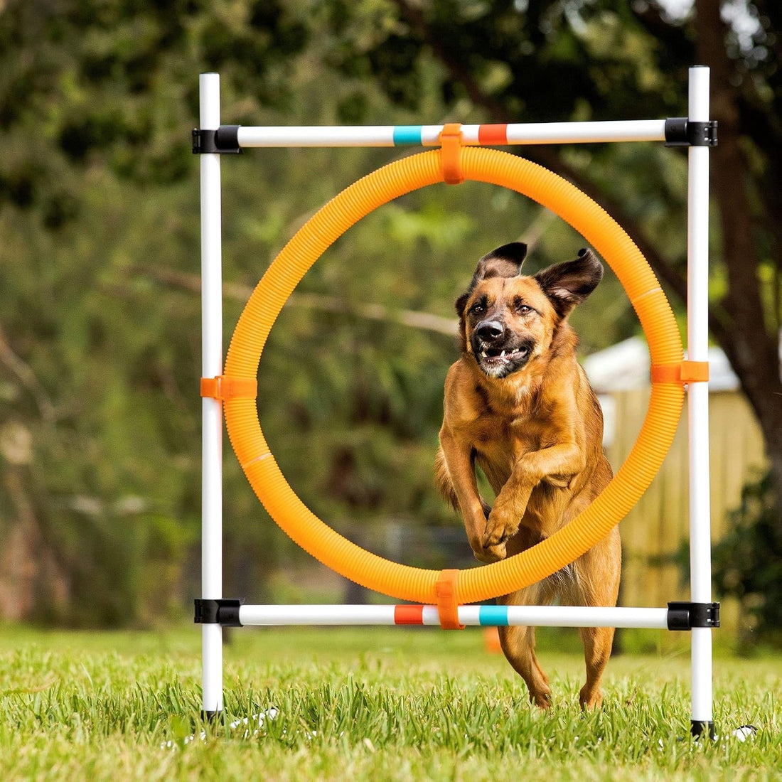 Midlee Dog Agility Hoop Jump