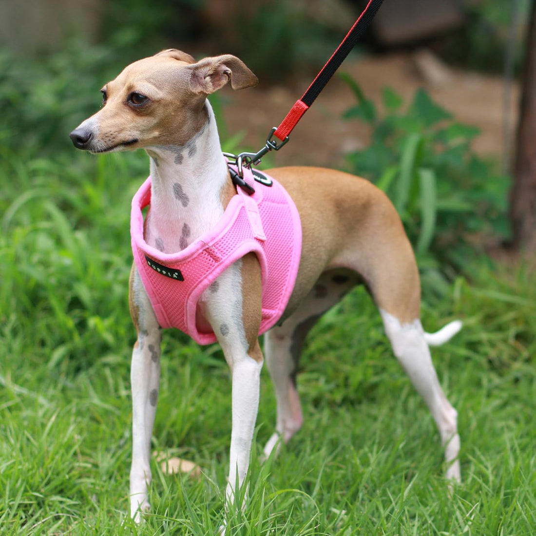 PUPPIA International Puppia Harness Soft B Vest