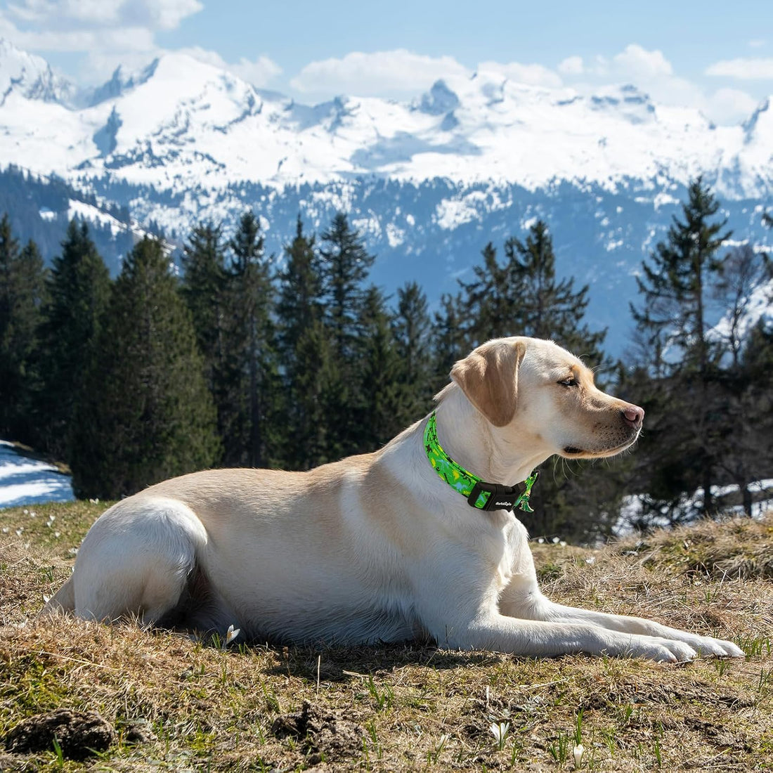 Medium Dog Collars for Male Dogs