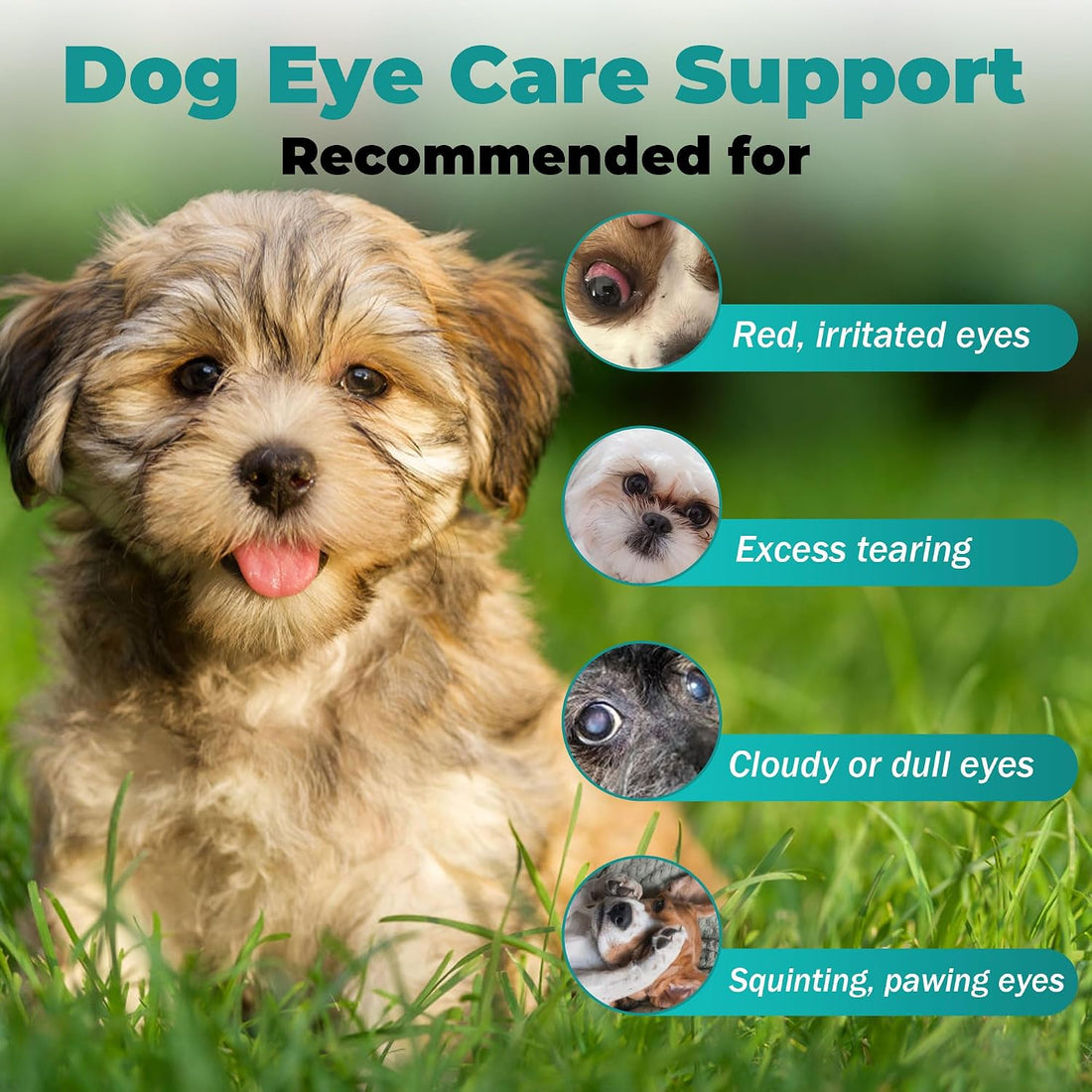 Dog Eye Infection & Eye Care Support Supplements