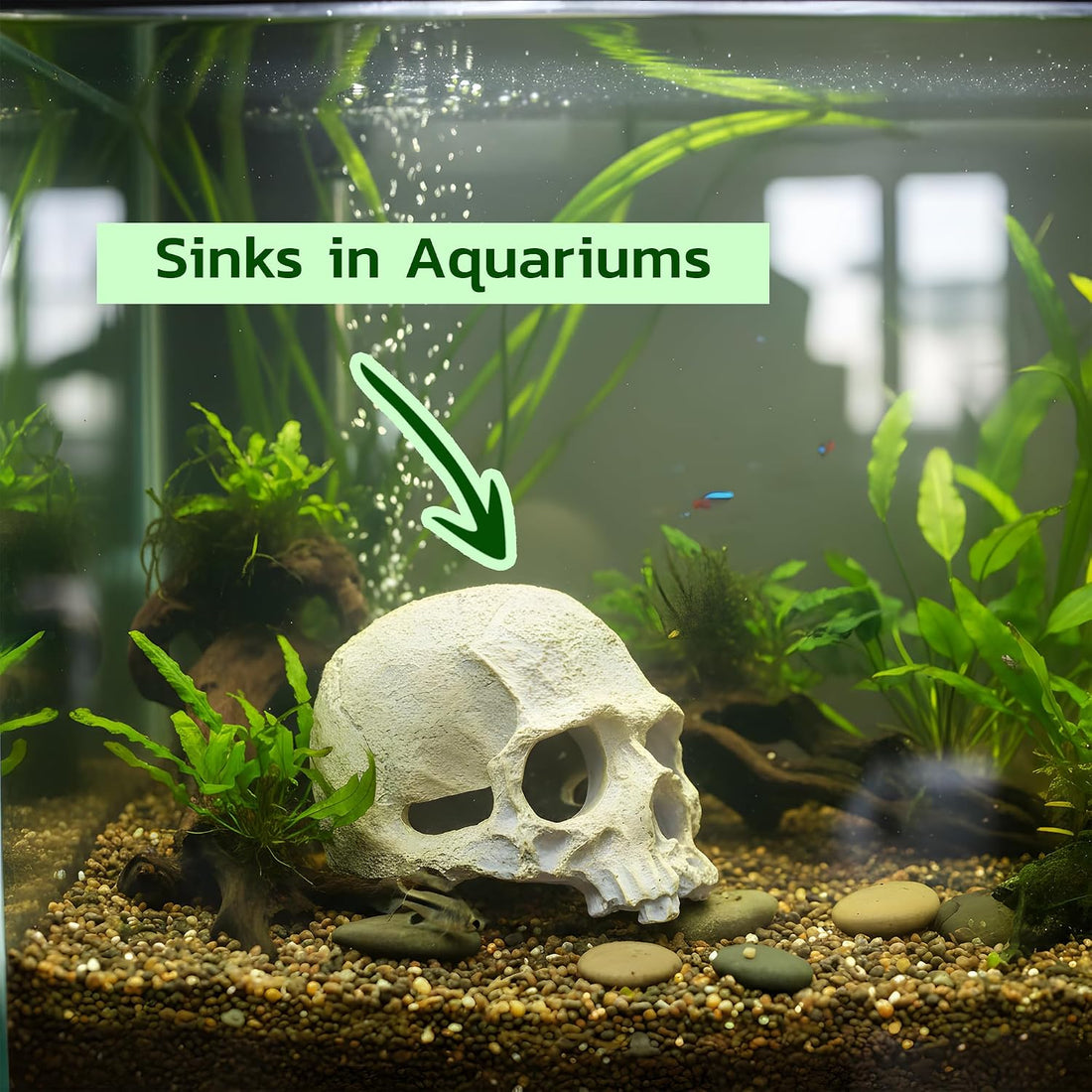 CTWPets Aquarium Human Skull Decor for Betta Fish