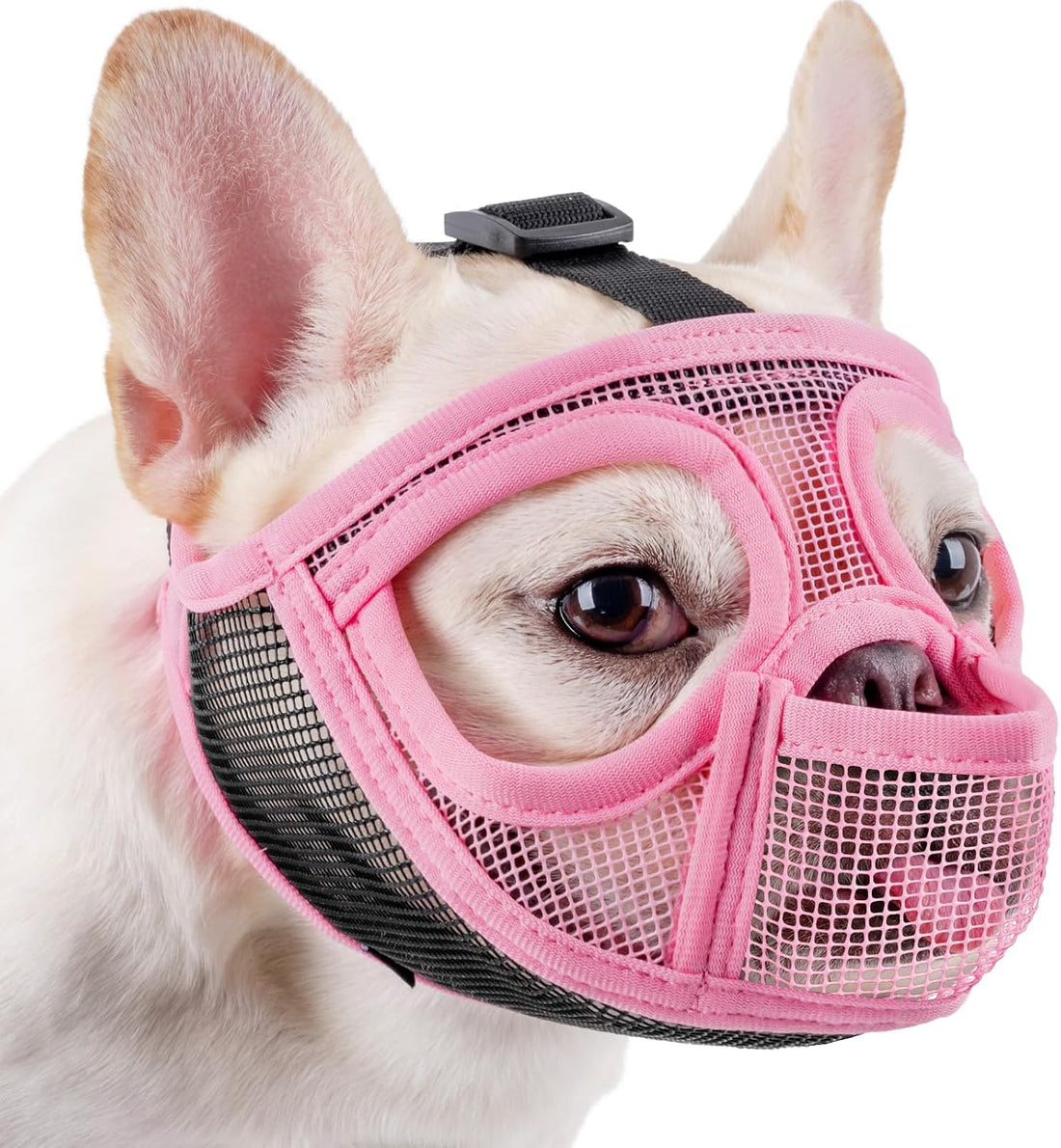 Mayerzon English Bulldog Muzzle