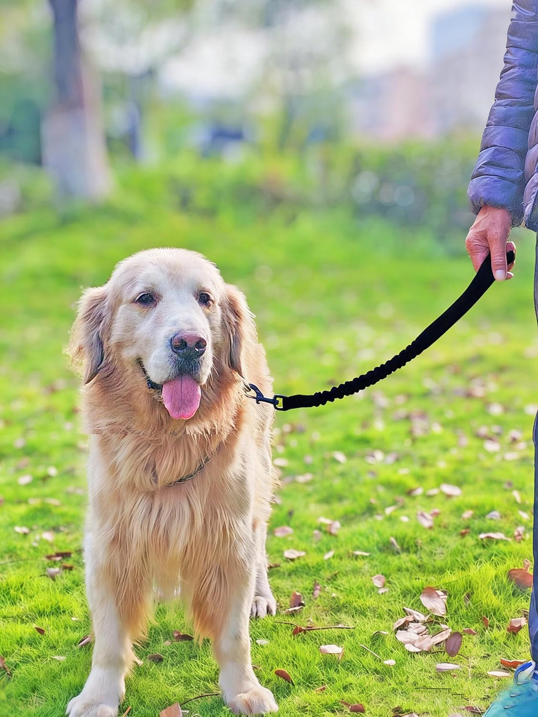 Bungee Dog Leash Extender, 21" Shock Absorbing Leash Extension