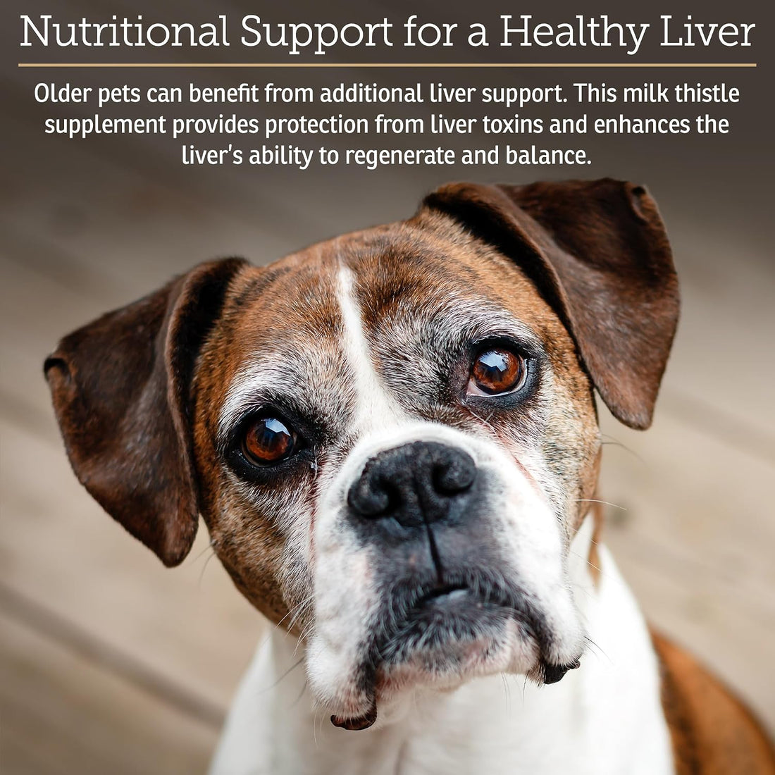 Rx Vitamins Hepato Support for Dogs & Cats - Liver Supplement - 90ct
