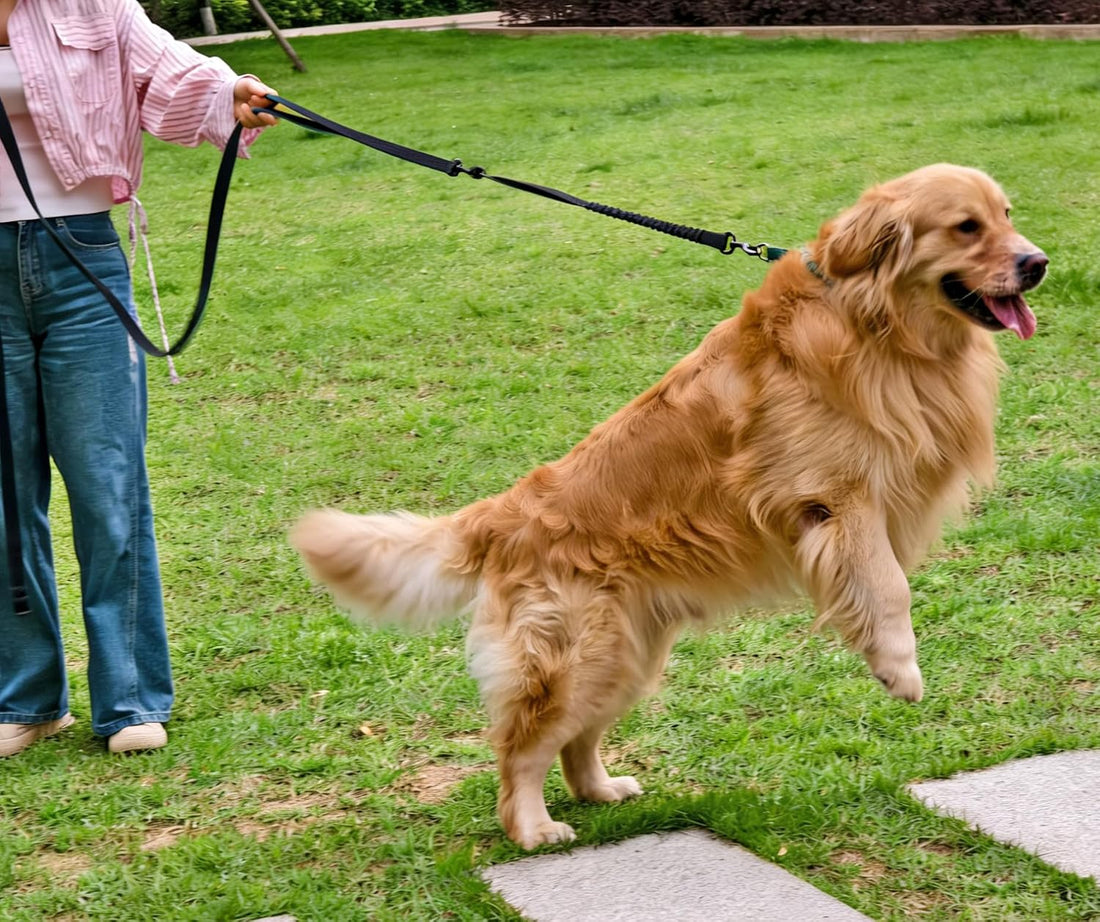 Bungee Dog Leash Extender, 21" Shock Absorbing Leash Extension