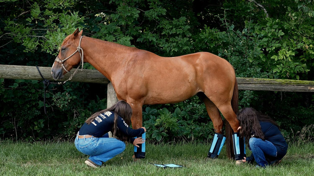 Warrior Fly Boots for Horses