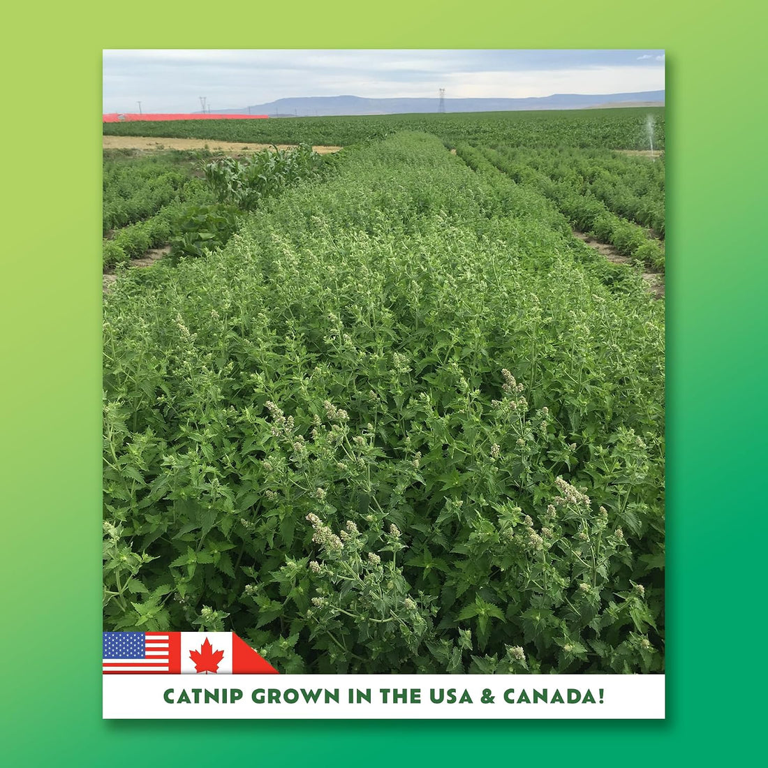 Super ZOOMIES Catnip Mix | High Potency, Hand Harvested