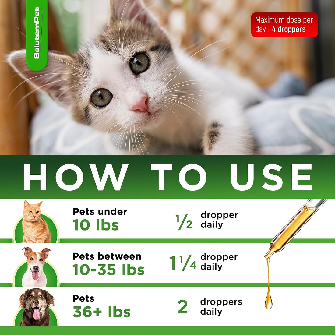 Natural Antibiotics for Dogs to Help with Allergies and UTIs