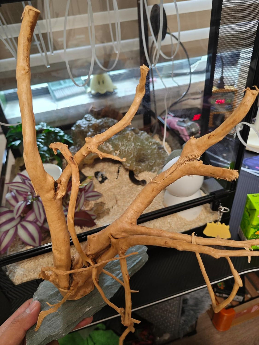 AWXZOM Natural Large Spider Wood Driftwood for Aquarium, Terrarium