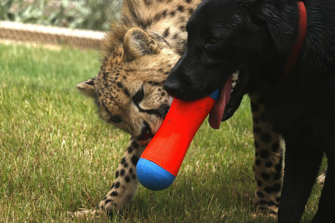 Triangular Fetch & Tug Dog Toy by Chuckit!