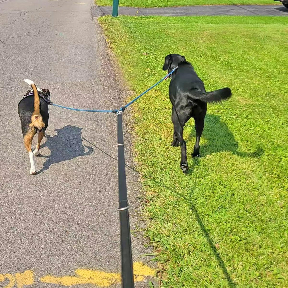 Mycicy 5 FT Double Dog Leash Coupler