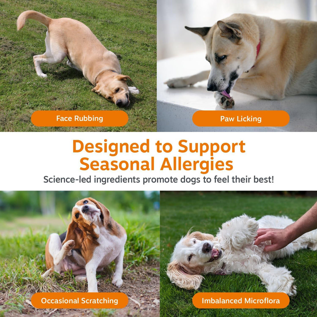 Zesty Paws Allergy Immune Bites - Dog Allergy Chews