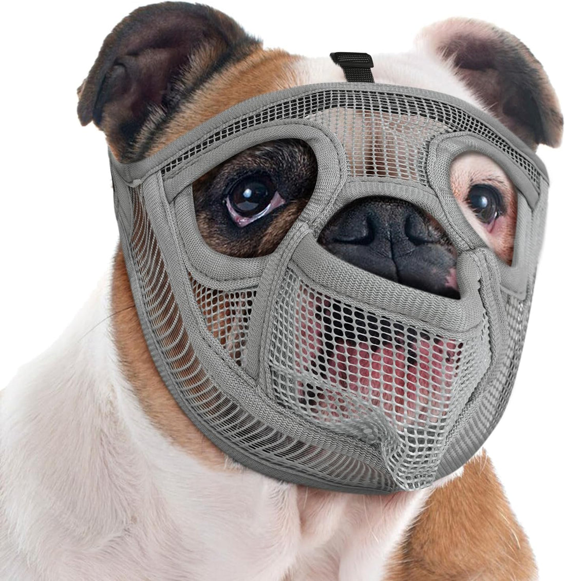 Mayerzon English Bulldog Muzzle