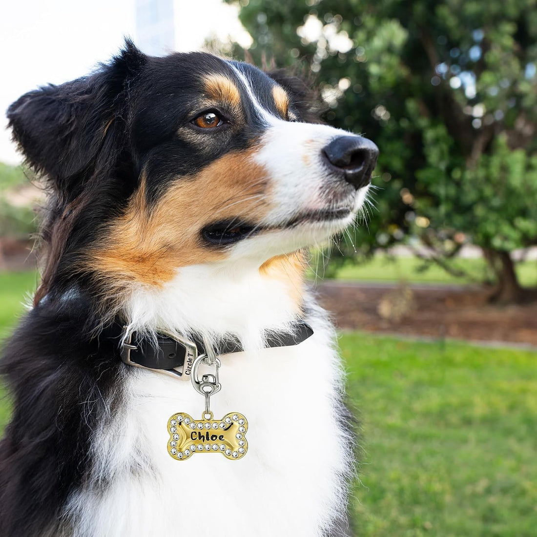 Stainless Steel Pet Collar Tag Clip, Contour Carabiner- 2 Sets