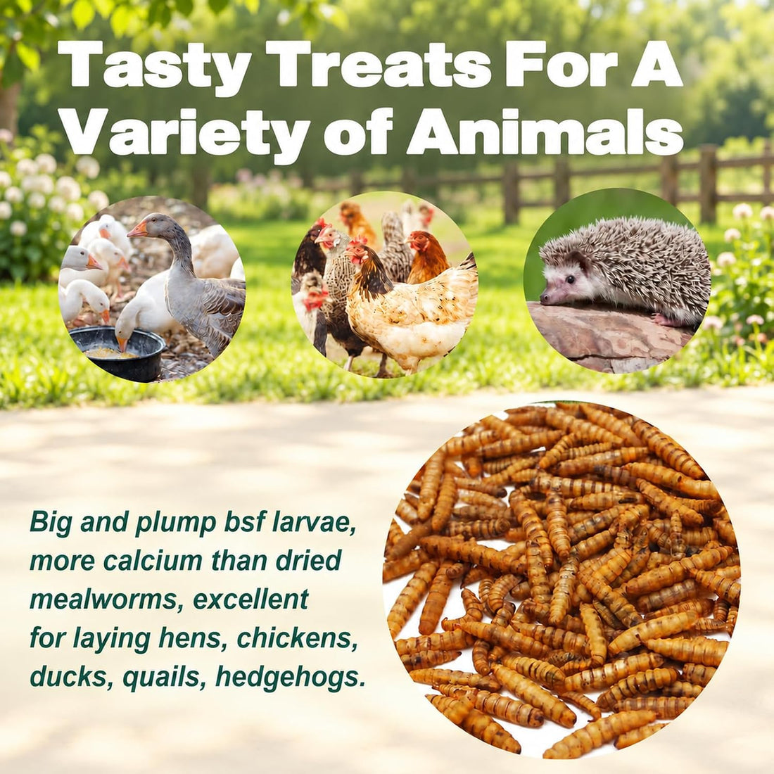 5LB Dried Black Soldier Fly Larvae for Chickens, Reptiles & Birds