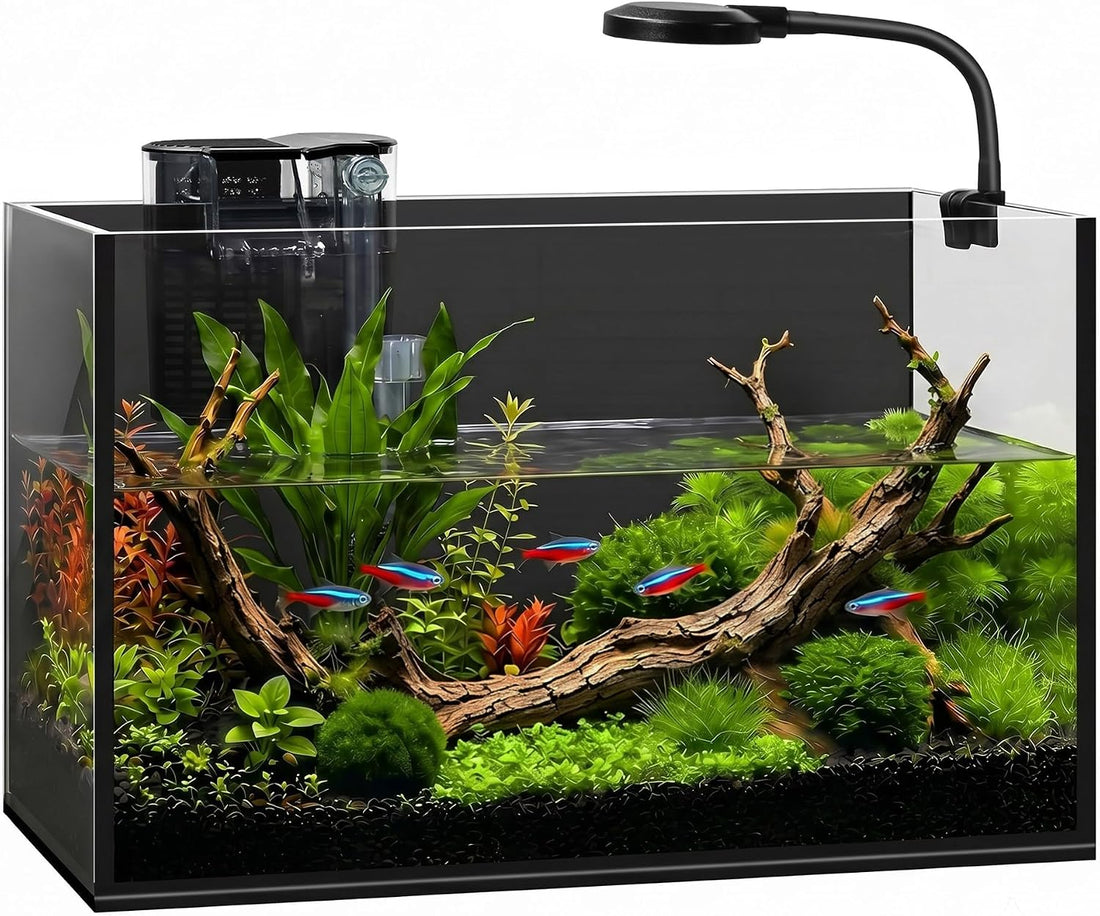 2 Gallon Small Fish Tank with Light and Filter Desktop Aquarium