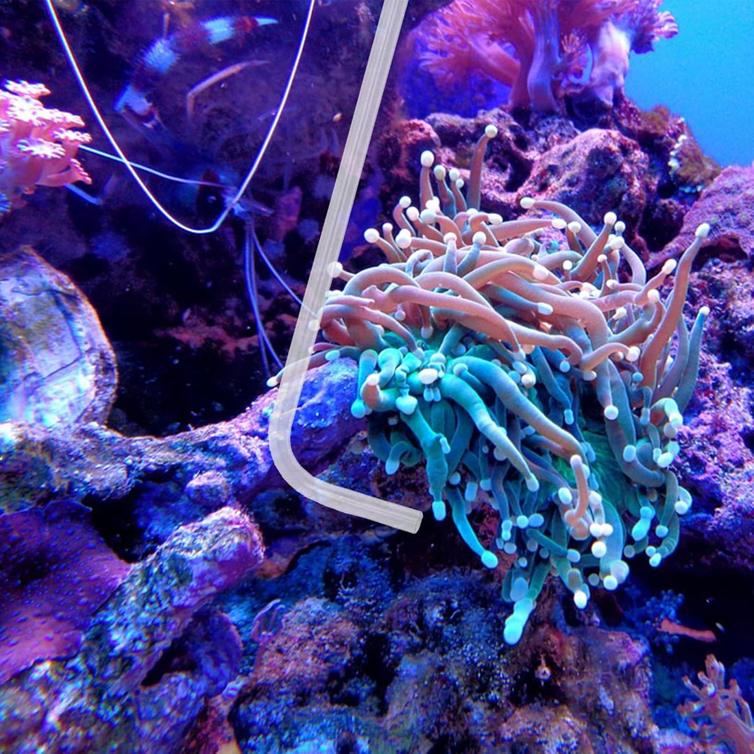 KABASI Waste Clean Tool Coral Fish Feeder with 2PCS Extension Pipes