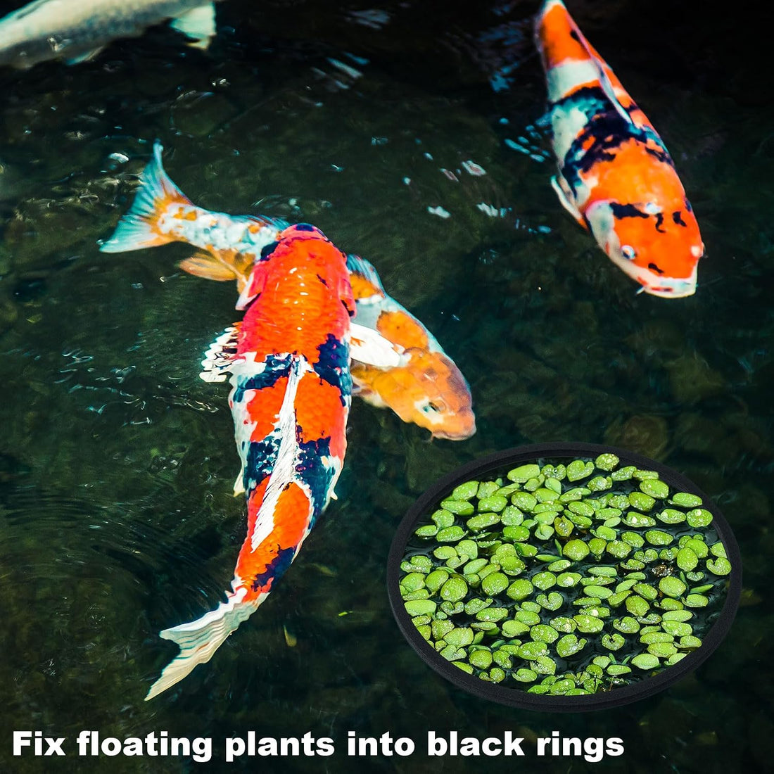 PAGOW 10pcs Fish Feeding Rings Set