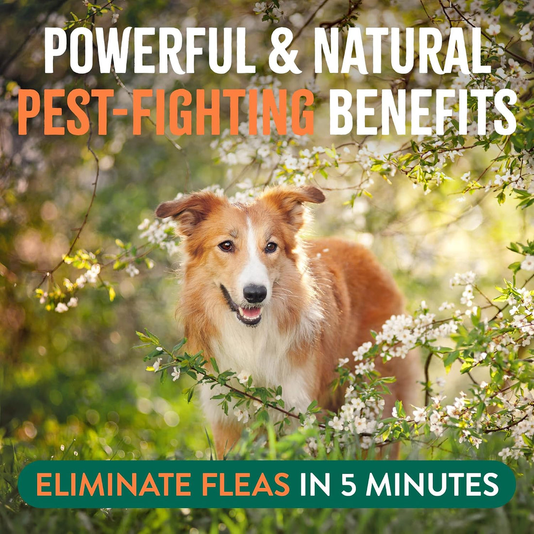 TropiClean Natural Flea Spray for Dogs & Home