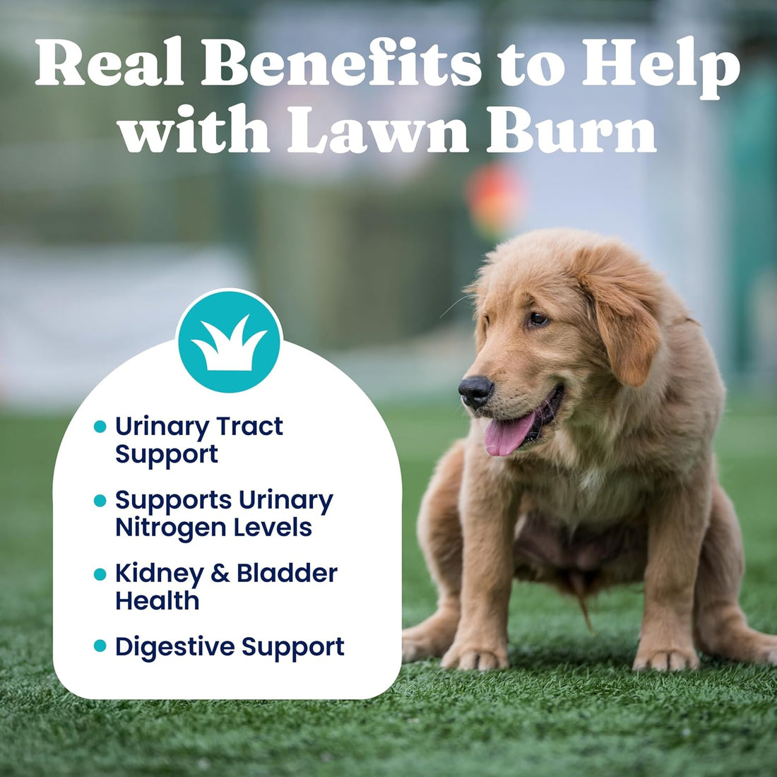 Solid Gold Dog Grass Burn Repair Chews, Urine Neutralizer for Lawn