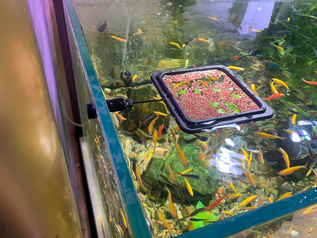Magnetic Fish Feeding Ring, Floating Aquarium Feeder Ring for Fish