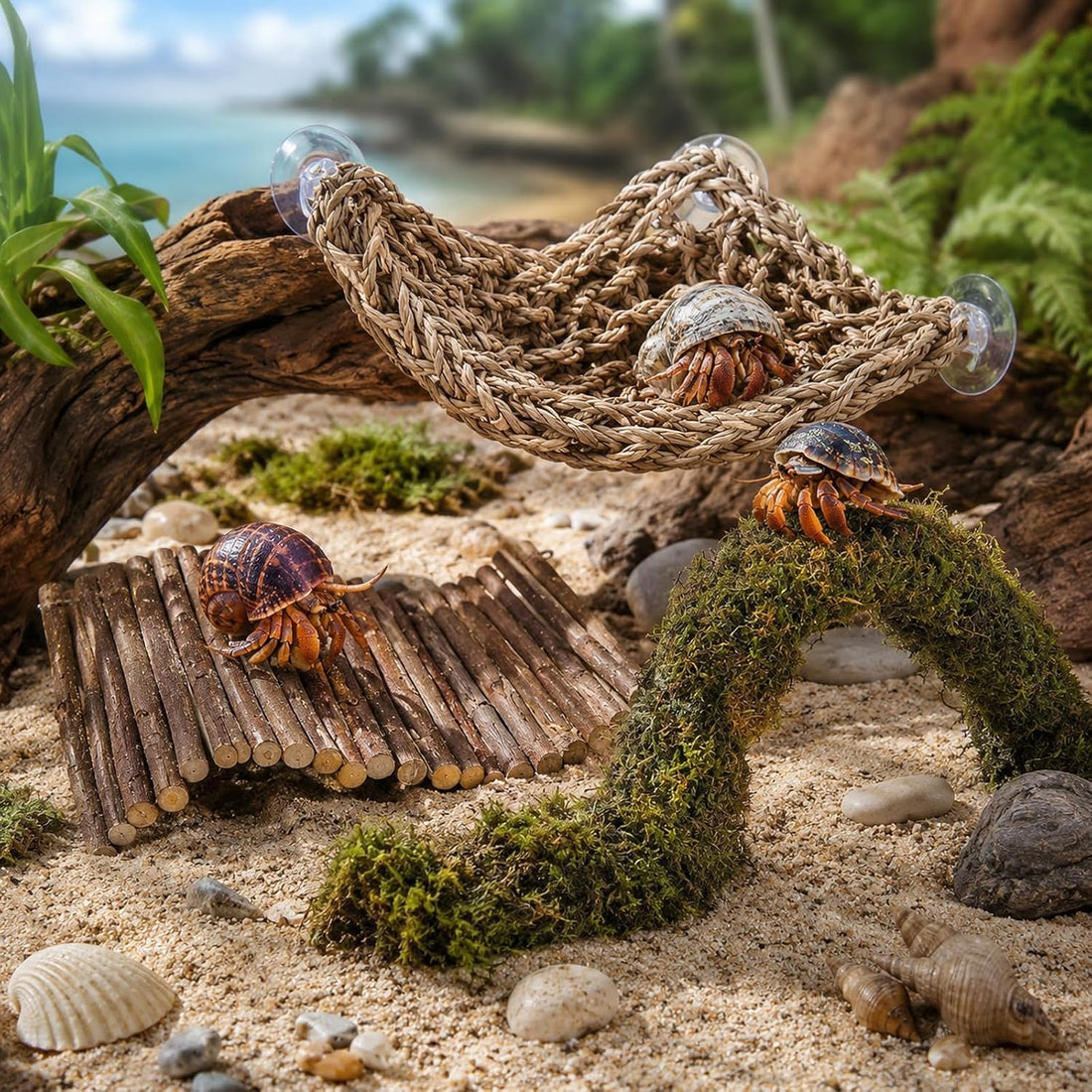 HERCCOCCI Hermit Crab Accessories