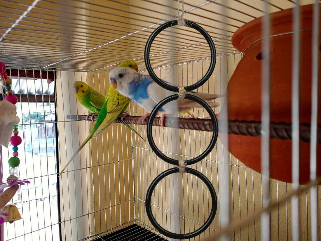Snake Enrichment Climbing Rings for Ball Pythhon