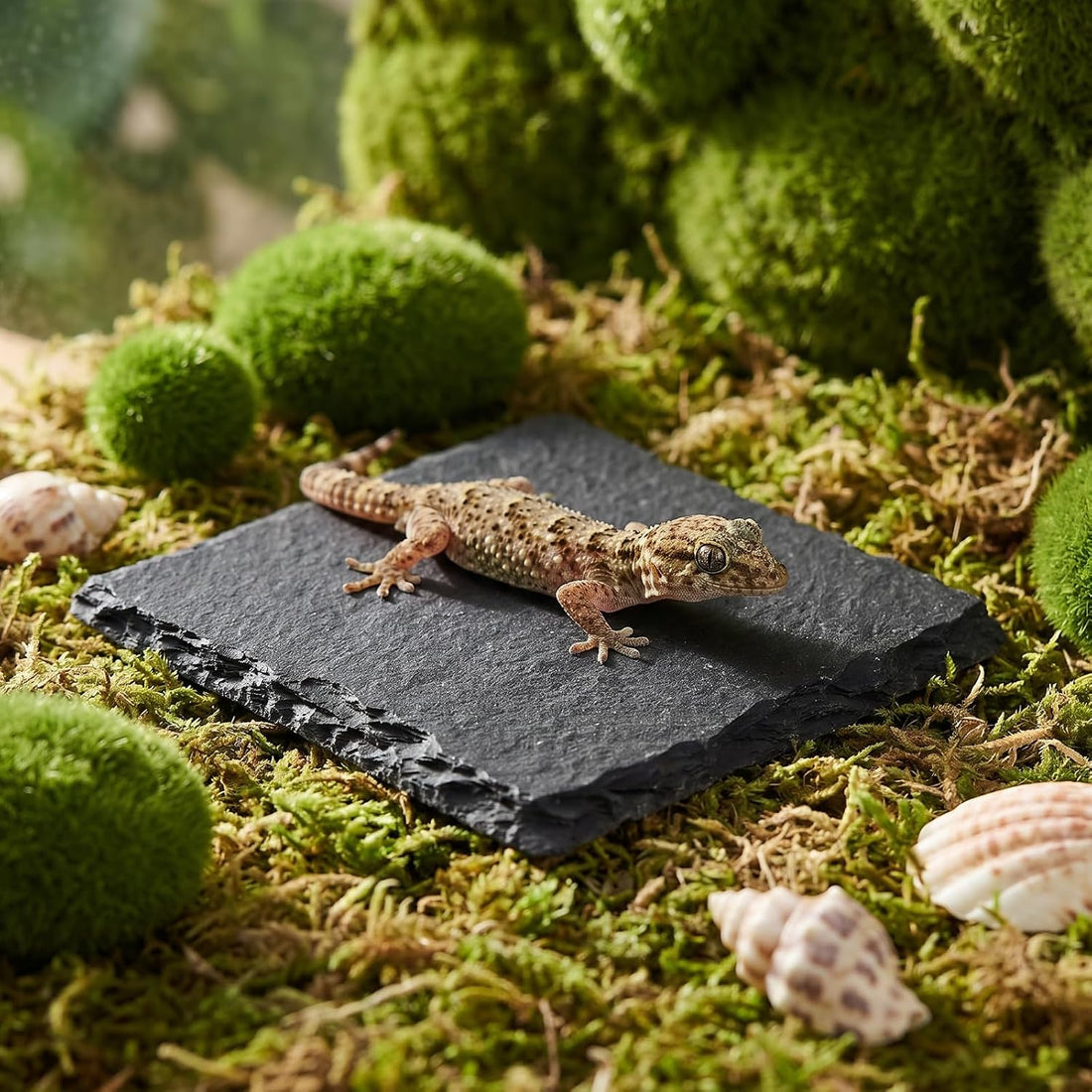 Yuanchu Reptile Basking Platform, Slate Tortoise Rock Plate