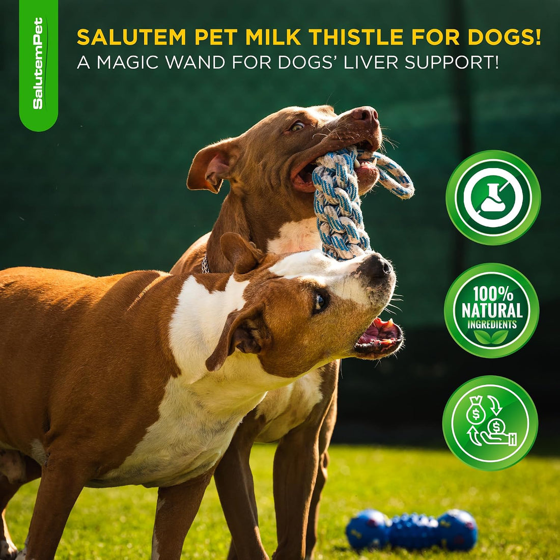 Milk Thistle for Dogs | Dog Liver Supplement for All Ages and Breeds