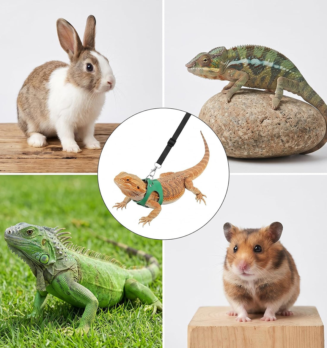 3 Pack Bearded Dragon Leash Set