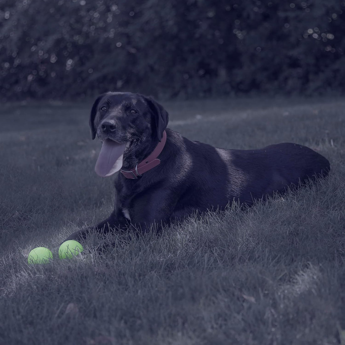 Chew King by Mammoth Glow-in-the-Dark Dog Fetch Balls