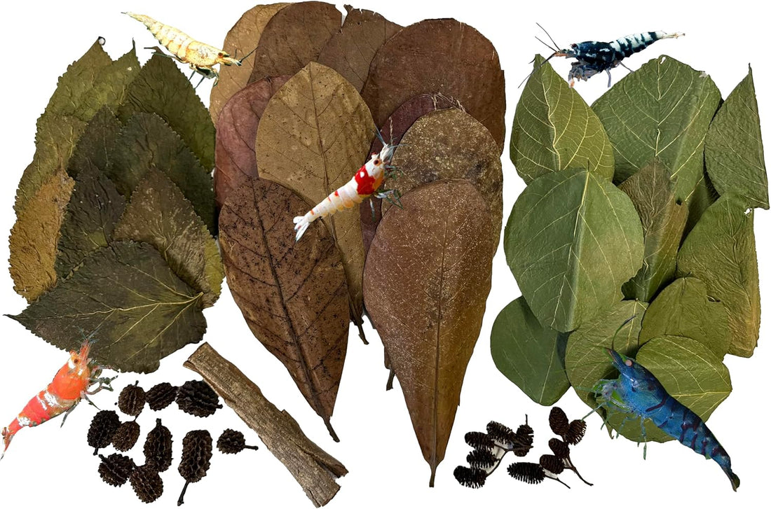 Awesome Aquatic Aquarium Catappa Indian Almond Leaves, 10 Count