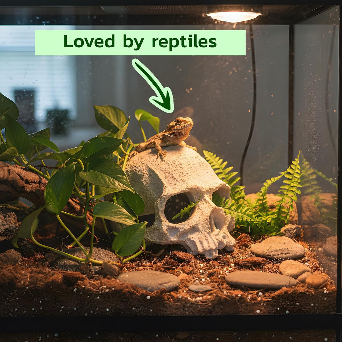 CTWPets Aquarium Human Skull Decor for Betta Fish