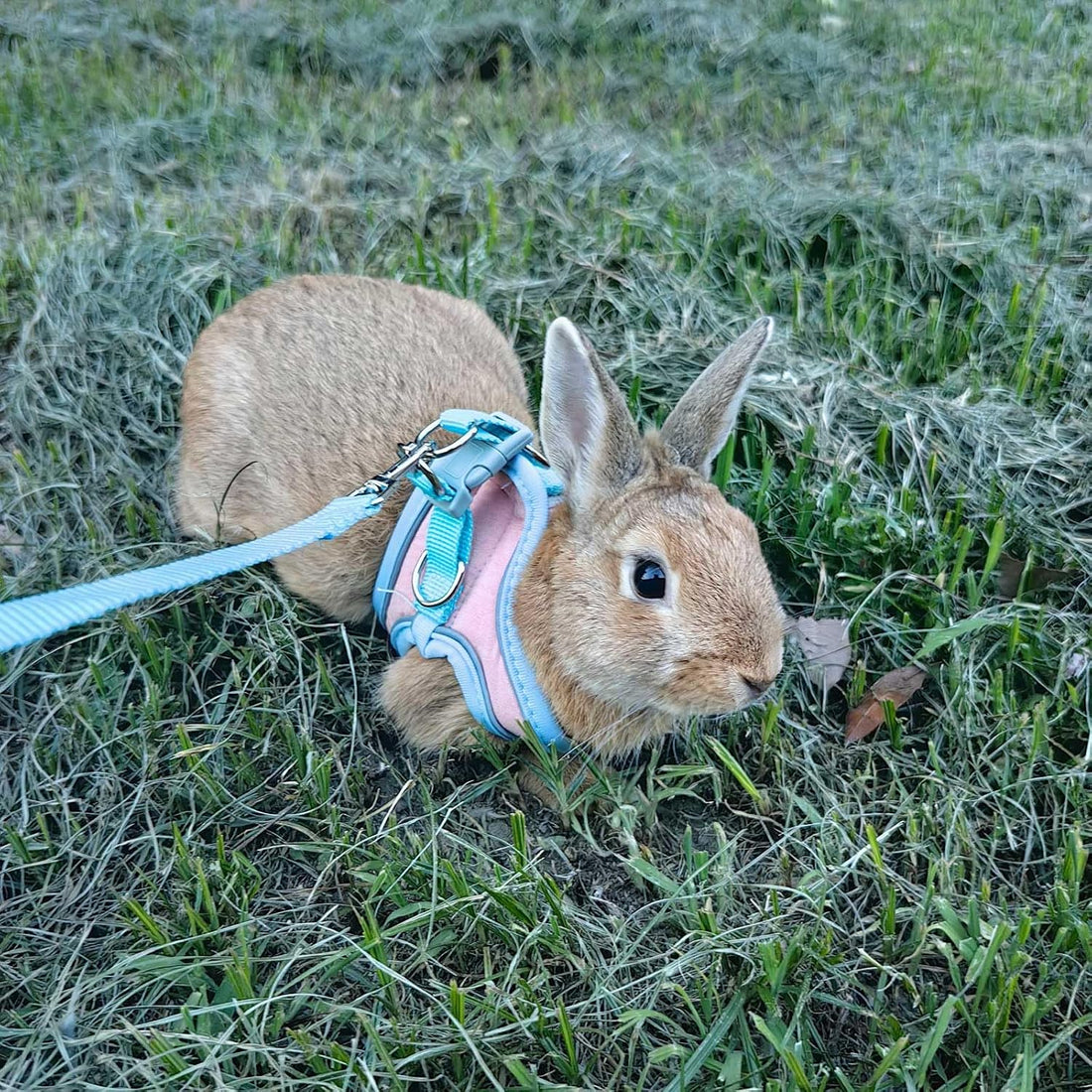 Adjustable Bunny Harness and Leash Set, Rabbit Vest Supplies(Orange S)