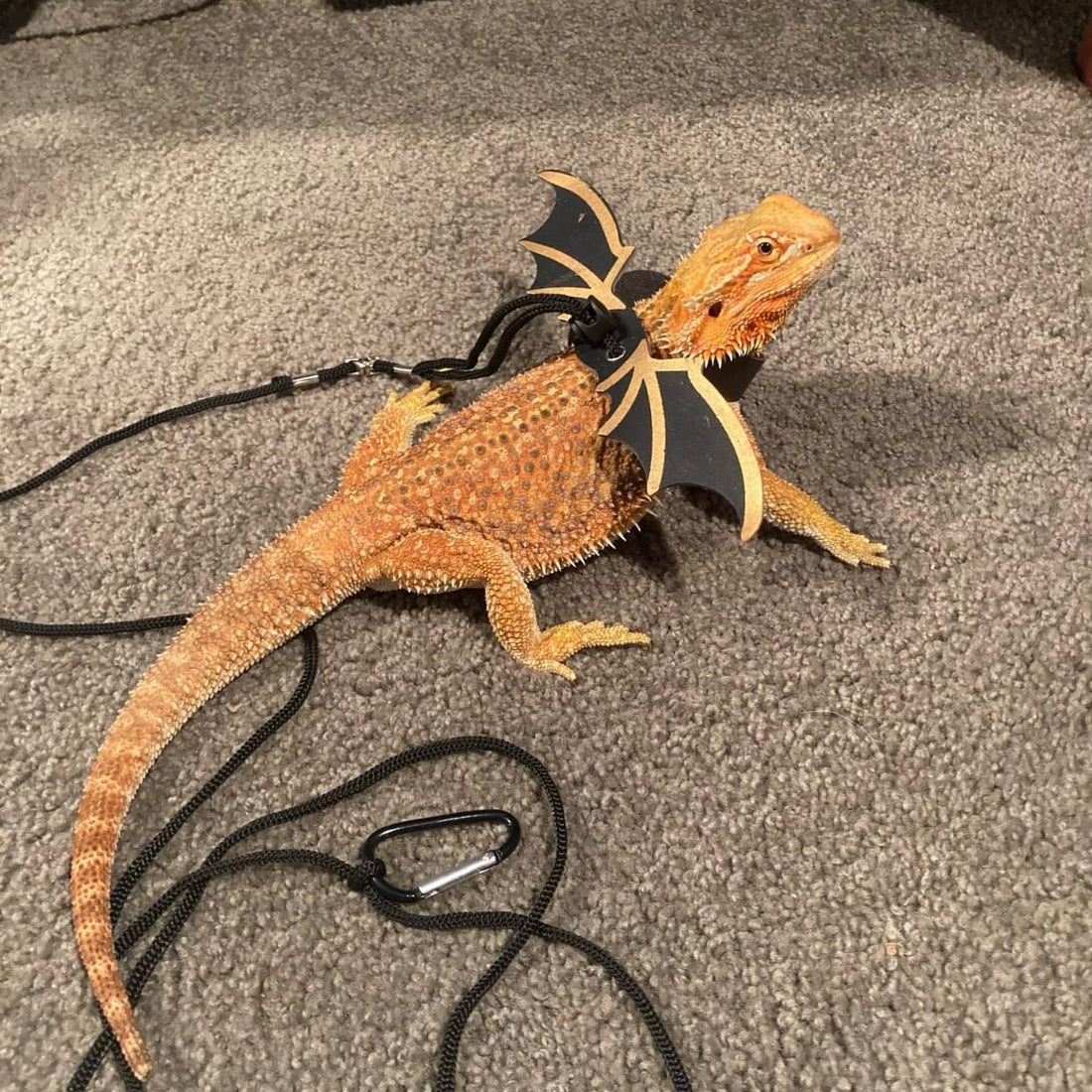 3 Size Pack Bearded Dragon Leashes and Harnesses