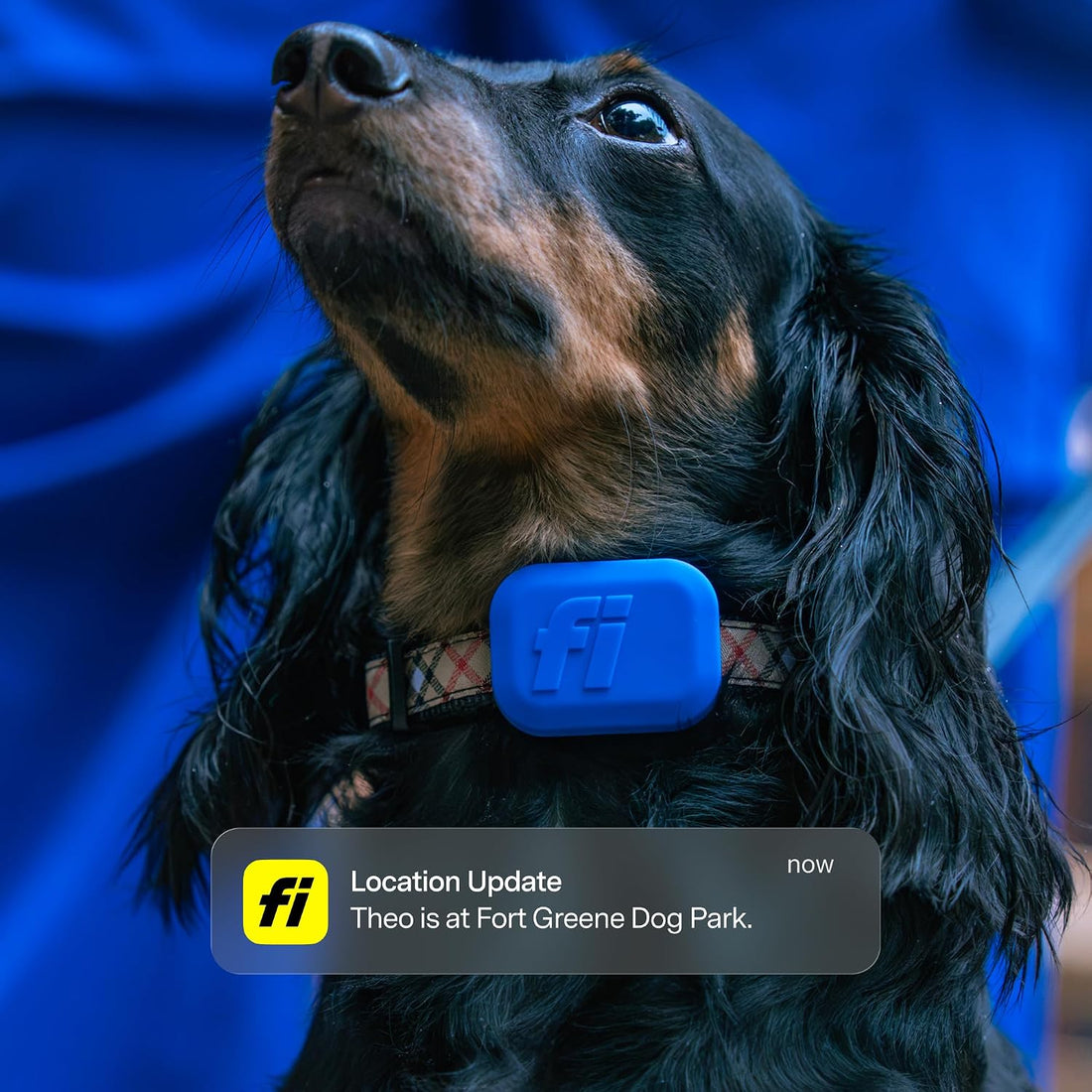 Fi Mini GPS Dog Tracker, Collar Attachment, Membership Required