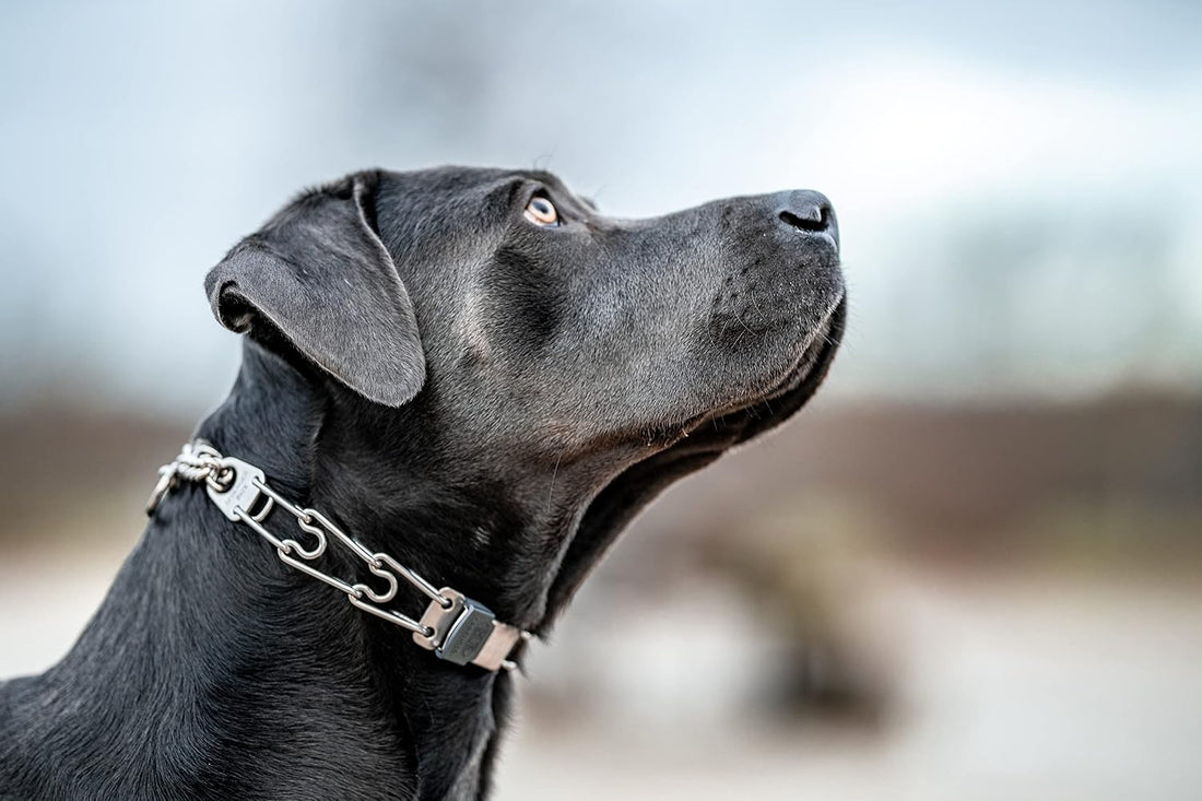 Herm Sprenger Dog Training Prong Collar with Quick Release Cliclock